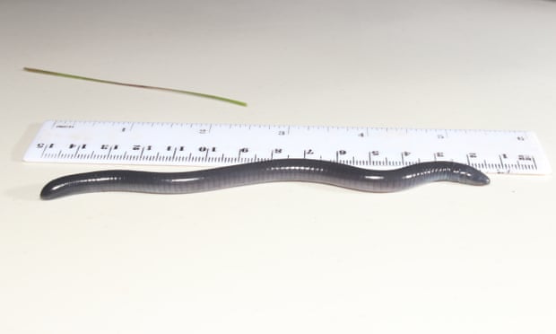 The 10cm-long amphibian Dermophis donaldtrumpi. Photograph: Abel Batista/Rainforest Trust