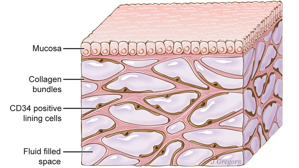 interstitium-1