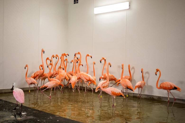 Flamingos take refuge in a shelter at the zoo in Miami. REUTERS/Adrees Latif