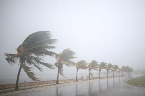 Palm trees sway in the wind prior to the arrival of the Hurricane Irma in Caibarien, Cuba. REUTERS/Alexandre Meneghini