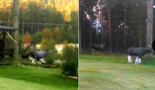 moose-sweden